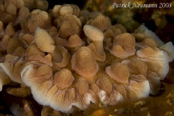 After these other critters its time for a Nudi again, eh?... by Patrick Neumann 